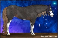 Horse Color:Liver Chestnut Sabino Appaloosa