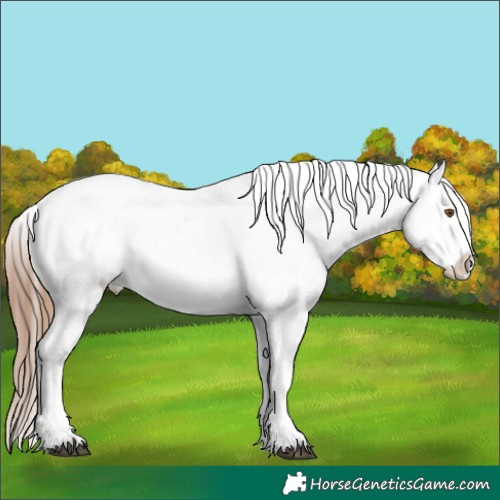 Horse Color:Brown Pearl Sabino Appaloosa 