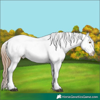Horse Color:Brown Pearl Sabino Appaloosa 
