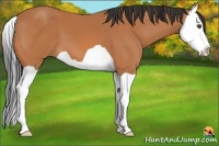Horse Color:Bay Splash 
