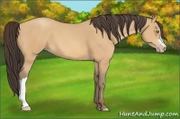 Horse Color:Amber Champagne