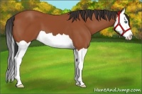 Horse Color:Bay Splash 