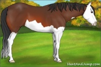 Horse Color:Bay Splash 