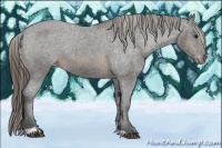 Horse Color:Buckskin Sabino Varnish Rabicano