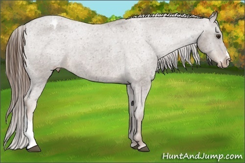 Horse Color:Liver Chestnut Appaloosa 