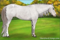 Horse Color:Liver Chestnut Appaloosa 