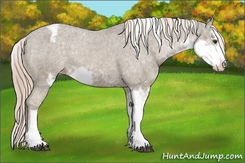 Horse Color:Chocolate Palomino Sabino Varnish Rabicano 