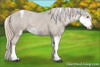 Horse Color:Chocolate Palomino Sabino Varnish Rabicano