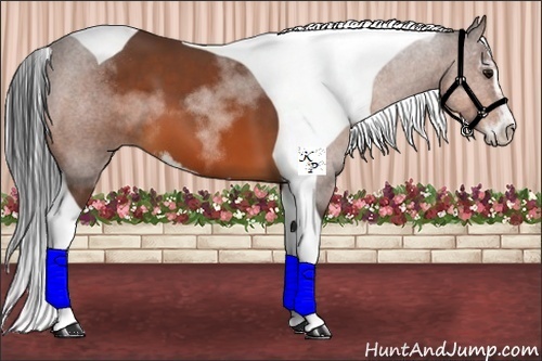 Horse Color:Bay Sabino Tobiano