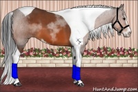 Horse Color:Bay Sabino Tobiano