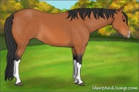 Horse Color:Bay 
