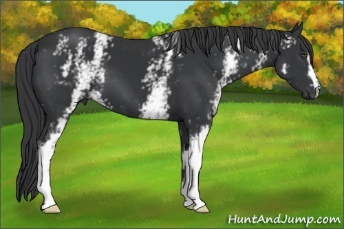 Horse Color:White Spotted Black 