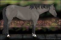 Horse Color:Grullo 