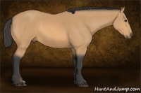 Horse Color:Buckskin 