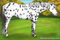 Horse Color:Liver Chestnut Frame Appaloosa 