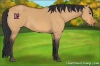 Horse Color:Bay Dun
