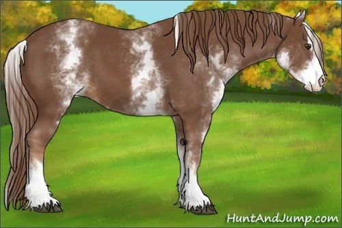 Horse Color:White Spotted Chestnut Sabino