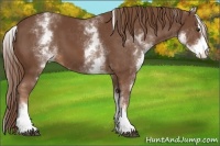 Horse Color:White Spotted Chestnut Sabino