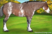 Horse Color:White Spotted Bay Roan