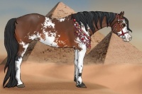 Horse Color:Bay Sabino