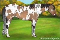 Horse Color:White Spotted Bay Dun