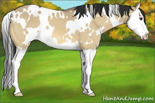 Horse Color:White Spotted Buckskin Dun Splash 