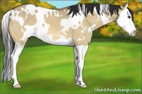 Horse Color:White Spotted Buckskin Dun Splash 