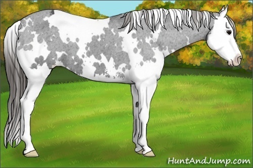 Horse Color:White Spotted Black Sabino Splash Varnish 