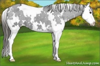 Horse Color:White Spotted Black Sabino Splash Appaloosa 