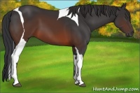 Horse Color:Brown Tobiano