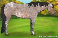 Horse Color:Bay Ice Roan 
