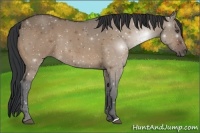 Horse Color:Bay Dun