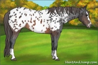 Horse Color:Brown Splash Frame Appaloosa 