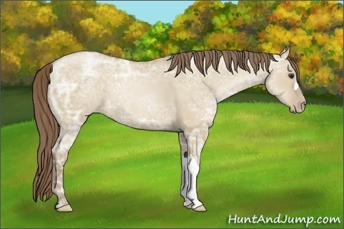 Horse Color:Grullo Ice Pearl 