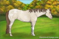 Horse Color:Grullo Ice Pearl 