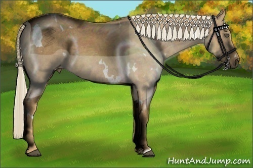 Horse Color:White Spotted Palomino