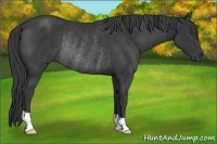 Horse Color:Black Rabicano 