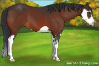 Horse Color:Bay Splash Frame