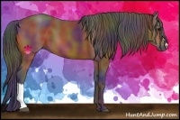 Horse Color:Nacre Bay 
