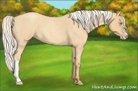Horse Color:Silver Amber Champagne Roan 