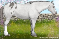 Horse Color:Grullo Appaloosa