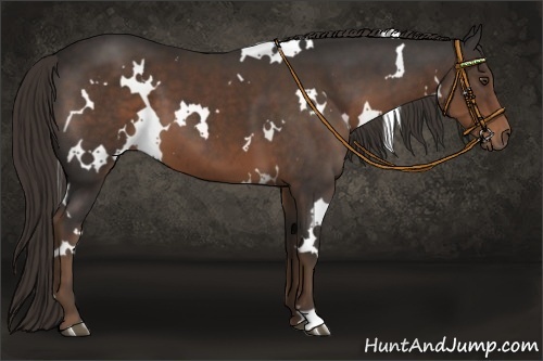 Horse Color:White Spotted Liver Chestnut 