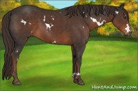 Horse Color:White Spotted Liver Chestnut 