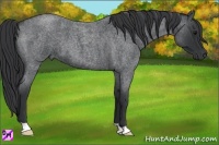 Horse Color:Blue Roan