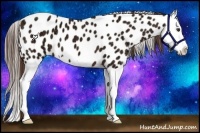 Horse Color:Liver Chestnut Ice Splash Appaloosa
