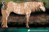 Horse Color:Liver Chestnut Mushroom Appaloosa  Brindle