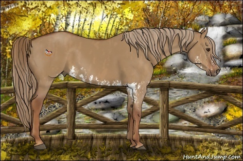 Horse Color:Red Dun Splash  Brindle