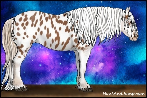 Horse Color:Chestnut Near Leopard 