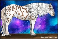 Horse Color:Chestnut Near Leopard 