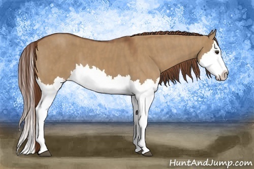 Horse Color:Red Dun Splash Brindle